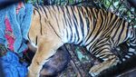 Potret Harimau Diduga Terkam Remaja Riau saat Masuk Perangkap BKSDA