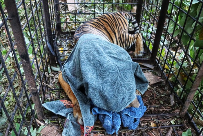 Seekor harimau Sumatera betina berusia remaja yang diduga menerkam warga di Siak, Riau, hingga tewas telah dievakuasi. (dok BBKSDA Riau) Seekor harimau Sumatera betina berusia remaja yang diduga menerkam warga di Siak, Riau, hingga tewas telah dievakuasi. (dok BBKSDA Riau)
