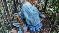 Harimau tersebut masuk ke dalam perangkap yang dipasang Balai Besar Konservasi Sumber Daya Alam (BBKSDA) Riau. (dok BBKSDA Riau)