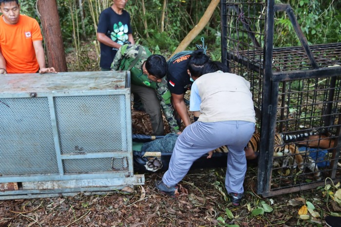 Seekor harimau Sumatera betina berusia remaja yang diduga menerkam warga di Siak, Riau, hingga tewas telah dievakuasi. (dok BBKSDA Riau)