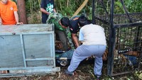 Saat kejadian lampu di camp PT Unisraya padam. Saat itulah korban sama ayahnya pergi melihat genset dan diterkam, terang Gunar. (dok BBKSDA Riau)