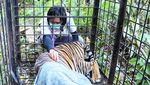 Potret Harimau Diduga Terkam Remaja Riau saat Masuk Perangkap BKSDA