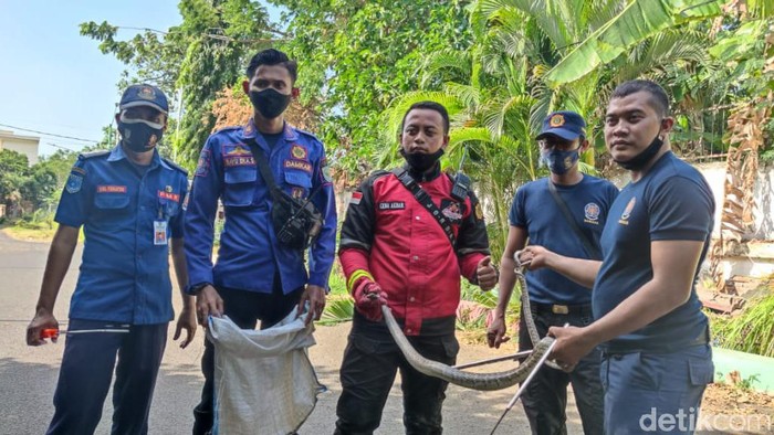 Ular kobra meneror atlet yang sedang berlatih di Stadion Bayuangga Kota Probolinggo. Ular tersebut akhirnya ditangkap petugas Damkar.