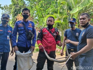 Petugas Damkar Tangkap Kobra Peneror Atlet Probolinggo