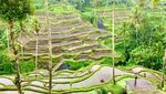 Secangkir Kopi dan Hijau Pemandangan Tegallalang, Perpaduan Pas!