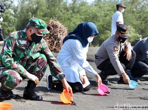 Lepas Tukik di Pantai Cemara Tandai Dibukanya Wisata di Banyuwangi
