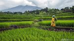Fenomena Kampung Janda, Seperti Apa Realitanya?