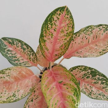 Foto Aglonema widuri atau red peacock.