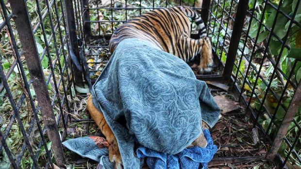 Harimau Sumatera yang terkam warga Siak masuk perangkap BKSDA Riau