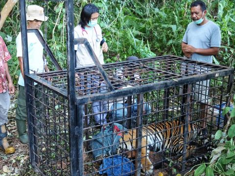 Harimau Sumatera yang terkam warga Siak masuk perangkap BKSDA Riau