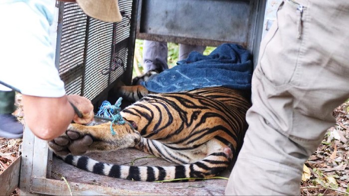 Harimau Sumatera yang terkam warga Siak masuk perangkap BKSDA Riau