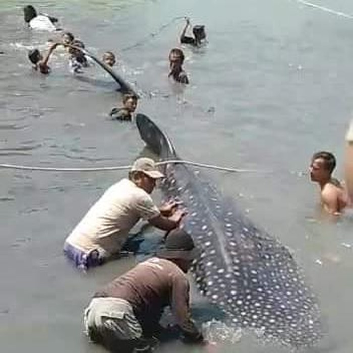 Hiu tutul kembali tampak di perairan Pantai Paciran Lamongan. Kali ini, hiu menepi ke perairan yang ada di Desa Paloh.