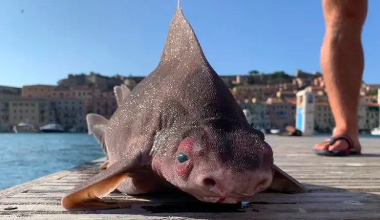 ikan aneh ikan aneh