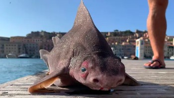 Ini adalah angular roughshark atau Oxynotus centrina. Mereka biasanya menghuni kedalaman laut 700 meter di bawah ombak dan termasuk golongan binatang yang terancam punah. Foto: Facebook Isola dElba App