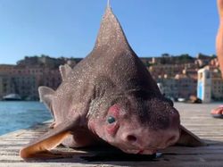 Hewan Aneh Tapi Nyata yang Mungkin Belum Pernah Kamu Lihat Seumur Hidup