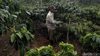 Tak hanya kopi yang sudah banyak dikenal seperti Gayo, Toraja hingga Kintamani, tetapi juga kopi daerah yang tak kalah punya potensi.   