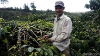 Salah satunya kopi Semendo yang ada di Semende Raya (Kecamatan Semende Darat Ulu, Semende Darat Tengah, dan Semende Darat Laut), Kabupaten Muara Enim, Sumatera Selatan.  