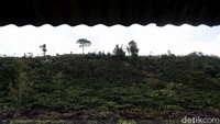 Berada di ketinggian kurang lebih 1.400 mdpl, kawasan Semende Raya yang merupakan perbukitan sebenarnya sudah lebih dari cukup untuk bisa menghasilkan kopi berjenis Arabika. Namun, karena faktor turun temurun, para petani kopi Semendo mayoritas menanam dan menghasilkan kopi berjenis robusta.  