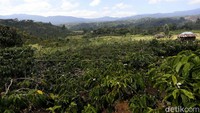 Pada sisi lain, para petani kopi di Semendo masih terkesan kurang rapi dalam proses pengolahan kopi, mulai dari penanaman hingga pengepakan serta asal jual kepada pengepul. Padahal menurut pendamping pengembangan Kopi Arabika Semendo, Molustan, Kopi Semendo memiliki potensi yang besar.