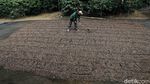 Kopi Semendo Siap Jadi Primadona Baru Kopi Nusantara