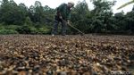 Kopi Semendo Siap Jadi Primadona Baru Kopi Nusantara
