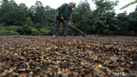 Mulai dari pemberian bibit kopi arabika, pendampingaan dan pelatihan, pemberian alat pengolahan dan roasting kopi, hingga pendirian rumah kopi. Kini beberapa petani kopi di Desa Gunung Agung, Kecamatan Semendo Darat Tengah sudah mulai beralih ke kopi jenis arabika.
