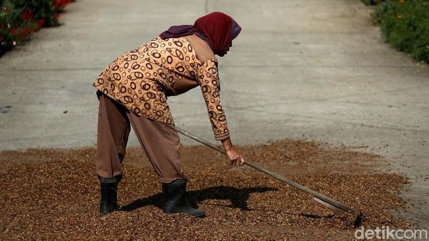 Kopi Semendo Siap Jadi Primadona Baru Kopi Nusantara Indonesia dikenal sebagai salah satu negara penghasil kopi terbesar di dunia. Tak cuma Gayo dan Toraja, kopi Semendo pun siap jadi primadona baru kopi nusantara