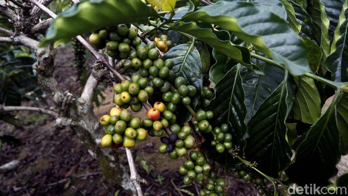 Kopi Semendo Siap Jadi Primadona Baru Kopi Nusantara