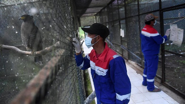 Pusat konservasi elang terdapat di kawasan Kamojang, Jawa Barat. Di sana beragam elang direhabilitasi  dan diperiksa kesehatannya sebelum dilepasliarkan.