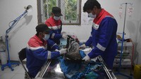 Di pusat konservasi itu, elang-elang yang direhabilitasi di sana akan diperiksa kesehatannya secara rutin oleh para dokter hewan sebelum dilepasliarkan ke habitatnya.