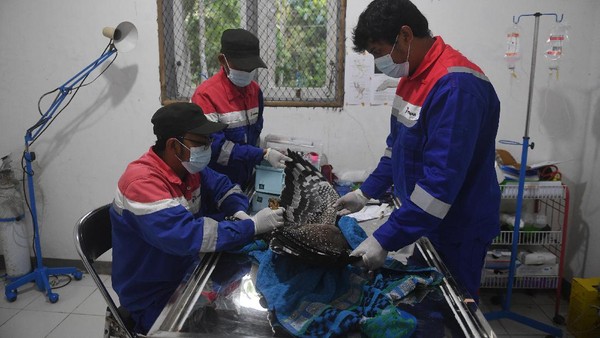 Di pusat konservasi itu, elang-elang yang direhabilitasi di sana akan diperiksa kesehatannya secara rutin oleh para dokter hewan sebelum dilepasliarkan ke habitatnya. Di pusat konservasi itu, elang-elang yang direhabilitasi di sana akan diperiksa kesehatannya secara rutin oleh para dokter hewan sebelum dilepasliarkan ke habitatnya.