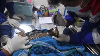  Dokter hewan dibantu keeper mengecek kesehatan elang ular bido (Spilnornis cheela) yang akan dilepasliarkan di Pusat Konservasi Elang Kamojang (PKEK), Garut, Jawa Barat.