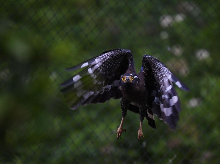 Melihat dari Dekat Pusat Konservasi Elang di Kamojang