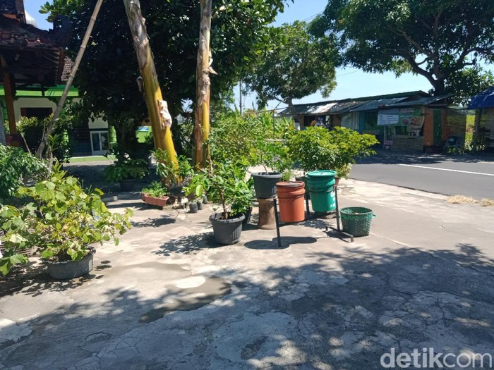 Pencuri tanaman hias berkeliaran di Klaten, Jumat (10/9/2021).