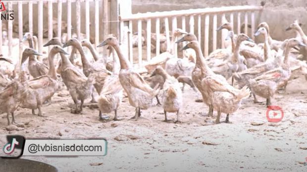 Pulang Kampung, Pria Ini Sukses Jadi Peternak Bebek yang Jual 200 Ribu Butir Telur Sebulan