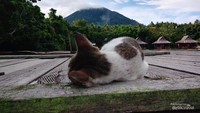 Seekor Kucing Sedang Menikmati Suasana Angin Laut