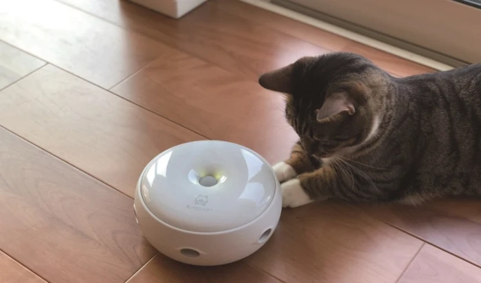 Robot bermain kucing