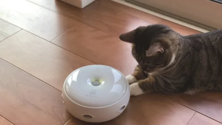 Robot bermain kucing