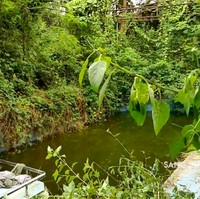 Di halaman belakang juga terdapat kolam renang yang kini hanya terisi air keruh kehijauan. (Foto: YouTube/Sang Penjelajah Amatir)