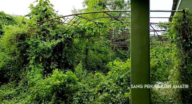 Halaman belakang kini dipenuhi tumbuhan merambah dan tanaman liar yang hampir menutupi area tersebut. (Foto: YouTube/Sang Penjelajah Amatir)