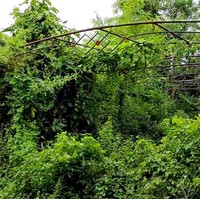 Halaman belakang kini dipenuhi tumbuhan merambah dan tanaman liar yang hampir menutupi area tersebut. (Foto: YouTube/Sang Penjelajah Amatir)