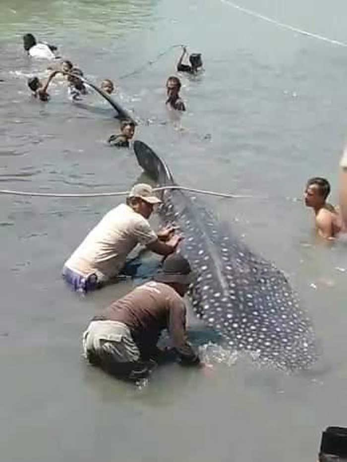 Seekor Hiu Tutul Kembali Terlihat, Diselamatkan Nelayan ke Tengah Laut