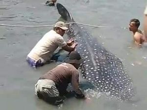 Marak Mamalia Laut Bermunculan di Perairan Jatim, BMKG Sebut Suhu Air Hangat