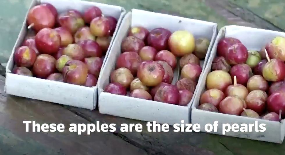 Unik Banget! Apel Sebesar Mutiara Ini Tumbuh di Cuaca Dingin Ekstrem