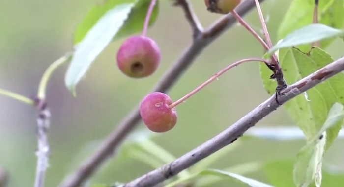 Unik Banget! Apel Sebesar Mutiara Ini Tumbuh di Cuaca Dingin Ekstrem