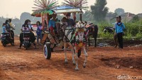Hal itu membawa berkah bagi para pedagang dan penarik delman.