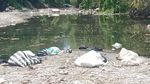 Belum Usai soal Ribuan Ikan Mati, Sungai Dengkeng Kini Penuh Sampah