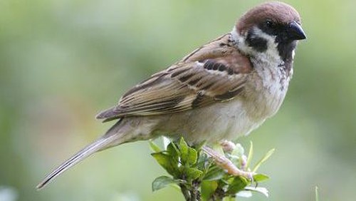 Burung gereja atau Passer montanus malaccensis. (Lip Kee/CC-BY-SA/via eol.org)