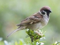 Asal-usul Nama Burung Gereja, Berkaitan dengan Masa Kolonial Belanda