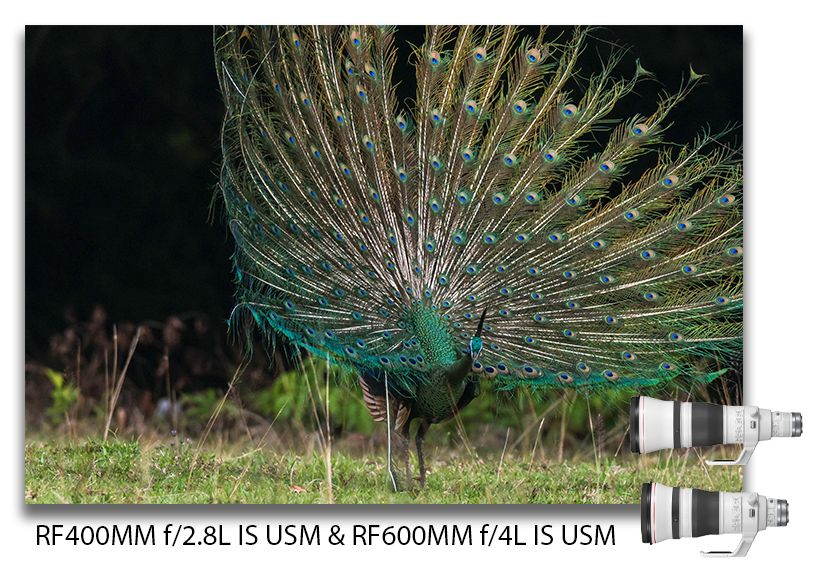 Canon RF 400mm f/2.8L IS USM dan Canon RF600mm f/4L IS USM